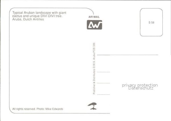 Kakteen Aruba Divi Divi Tree – Bild 2