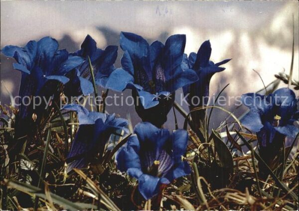 Blumen Stengelloser Enzian