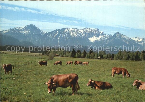 Kuehe Allgäu Viehweide