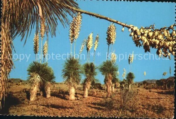 Kakteen Desert Yucca Spanish Bayonet
