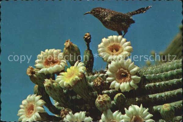 Kakteen Arizona Cactus Wren Saguaro Blossoms