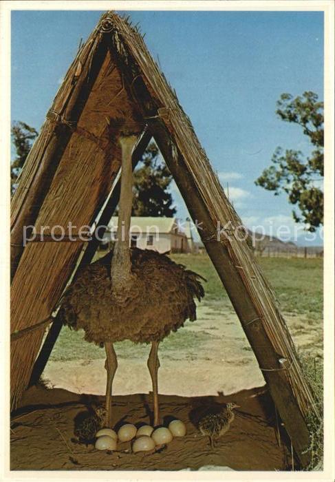Voegel Strauss Southern Ostrich South Africa
