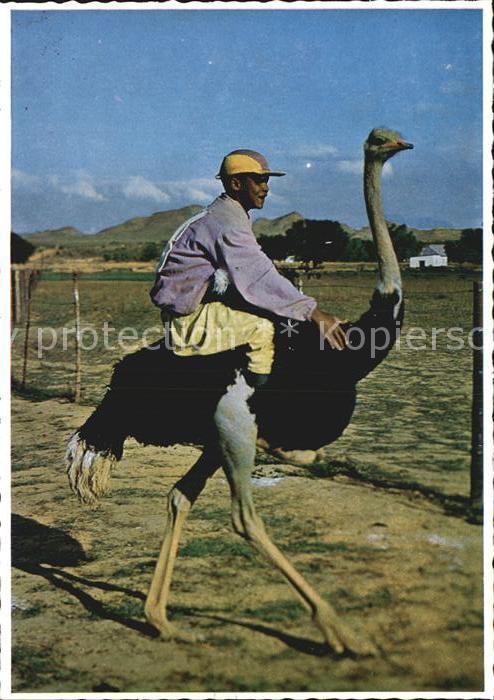 Voegel Strauss Ostrich Race Oudtshoorn Cape So