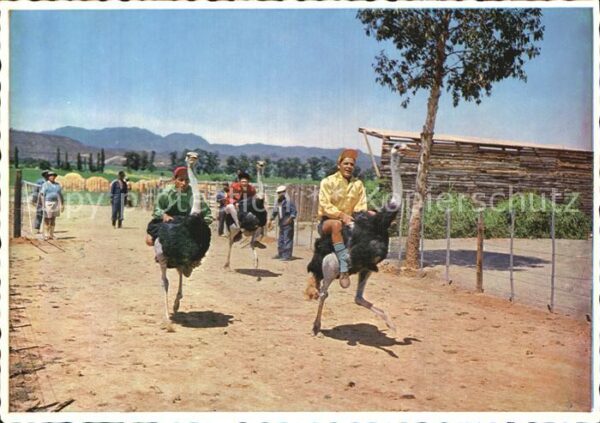 Voegel Strauss Jockey Club Rules Ostrich Derby