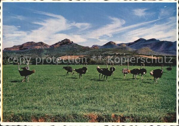Voegel Strauss Ostrich Farm Oudtshoorn Distric