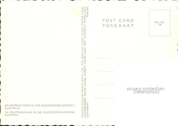 Voegel Strauss Ostrich Farm Oudtshoorn Distric – Bild 2
