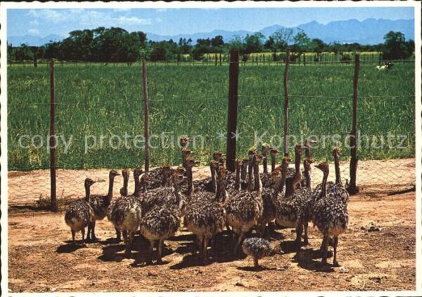 Voegel Strauss Ostrich chicks Oudtshoorn