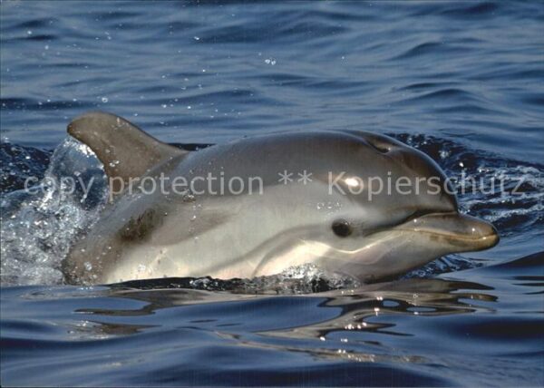 Delfine Delphine Dolphins Dauphins Delfi Blau-Weisser Delphin Ocean Care Wädensw