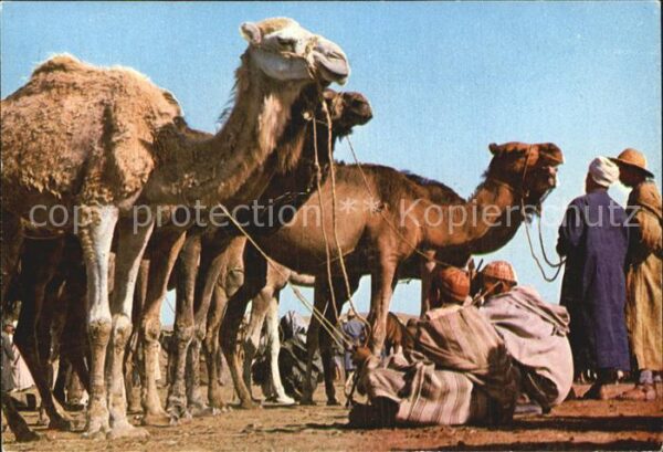 Kamel  Camel Chameau Maroc Chameaux