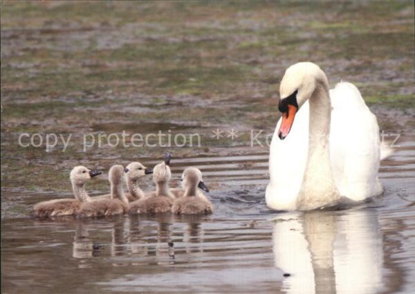 Schwan Küken Tierschutzbund Dübendorf