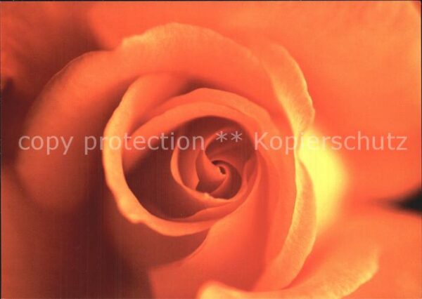 Rosen Duftpostkarte