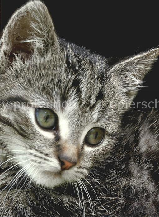 Katzen