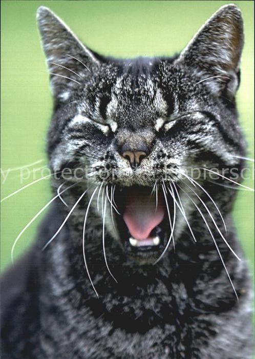Katzen