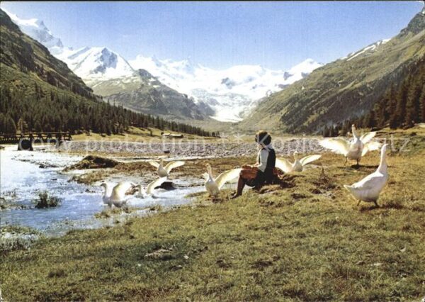 Gefluegel Gänse Beim Restaurant Roseggletscher