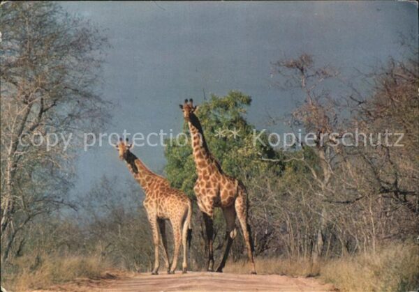 Giraffe Kruger National Park