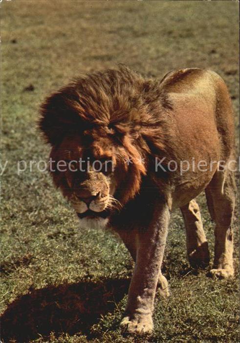 Loewe Lion African Fauna