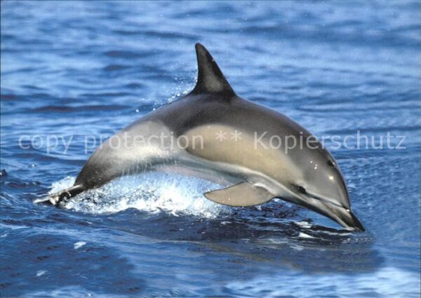 Delfine Delphine Dolphins Dauphins Delfi Ocean Care Wädenswil