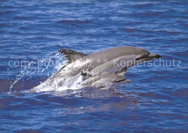 Delfine Delphine Dolphins Dauphins Delfi Mutter und Kalb Ocean Care Wädenswil