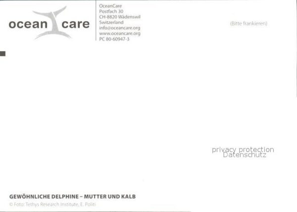 Delfine Delphine Dolphins Dauphins Delfi Mutter und Kalb Ocean Care Wädenswil – Bild 2