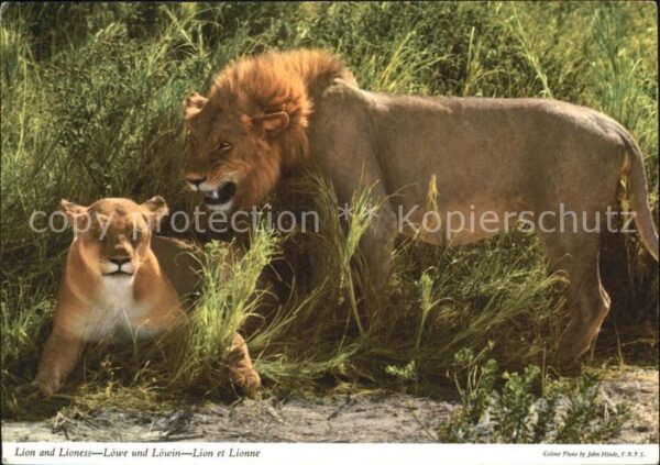 Loewe Lion and Lioness Africa