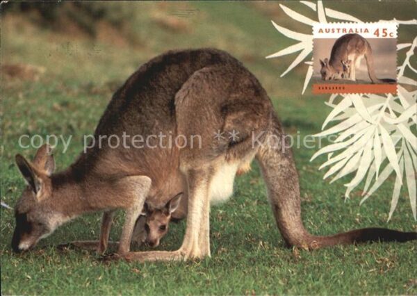 Tiere Female Eastern Grey Kangaroo Australia