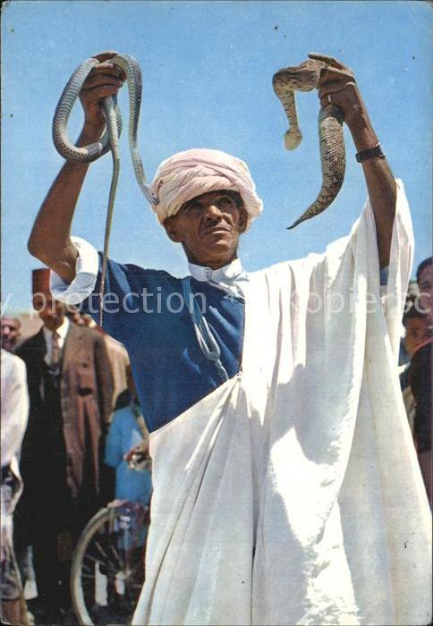 Schlangen Tiere Maroc Marokko