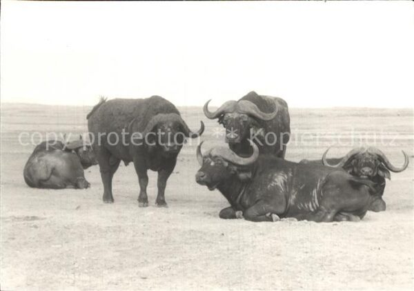 Bueffel Ngorongoro