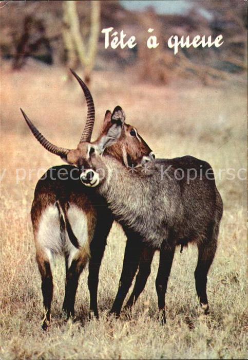 Tiere Gazelle