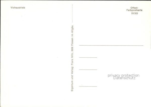 Kuehe Viehaustrieb – Bild 2
