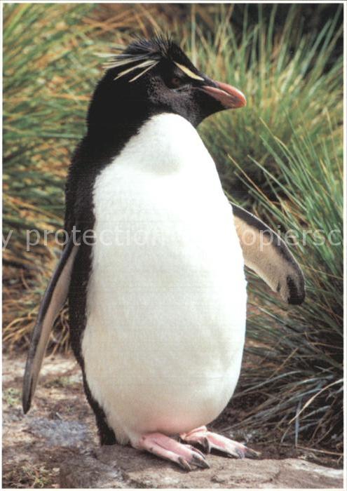 Pinguin Rockhopper Penguin West Point Island