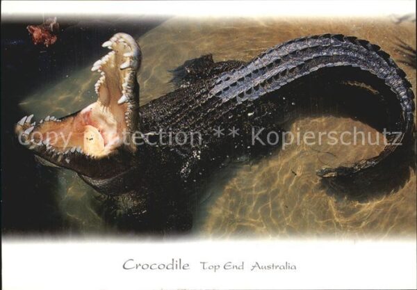 Krokodile Australia