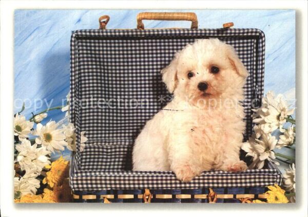 Hunde