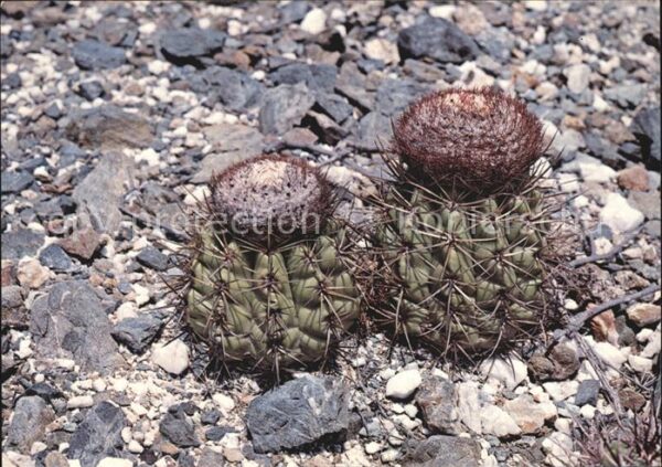 Kakteen Aruba Netherlands Antilles Bushi