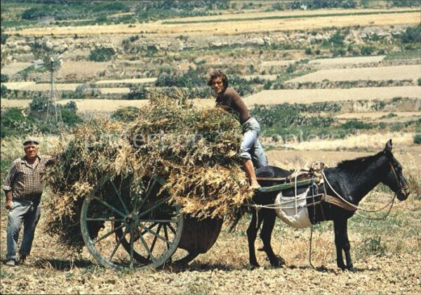 Esel Tiere Farmers Stacking Hay on Cart Xaghra Goz