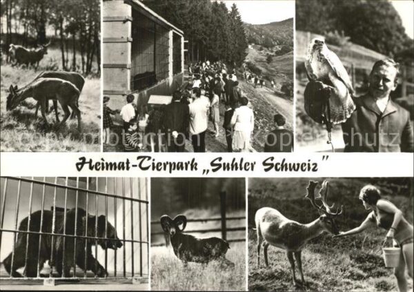 Tiere Heimat-Tierpark Suhler Schweiz Bär Hirs