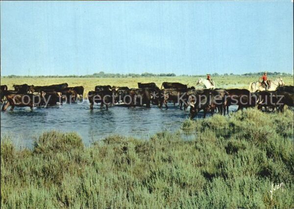 Tiere Camargue Manade de Laureaux Ssauvages
