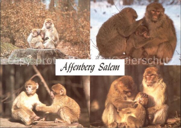 Affen Affenberg Salem Berberaffen