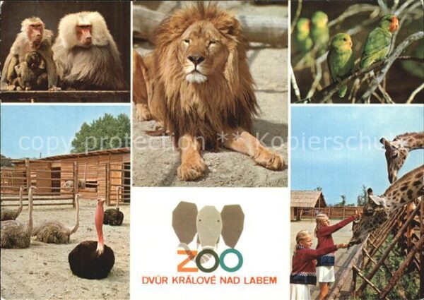 Zoo Dvur Kralove nad Labem Pavian Löwe Gira