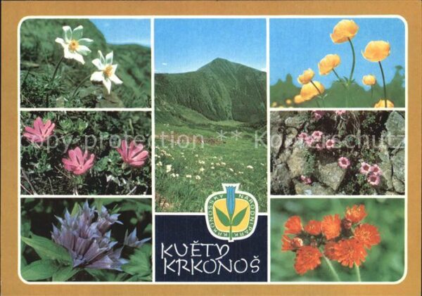 Blumen Kvety Krkonos Koniklec bily Prvosenka n
