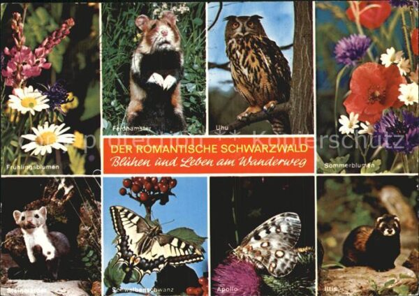 Schmetterlinge Apollo Schwalbenschwanz Feldhamster Uhu