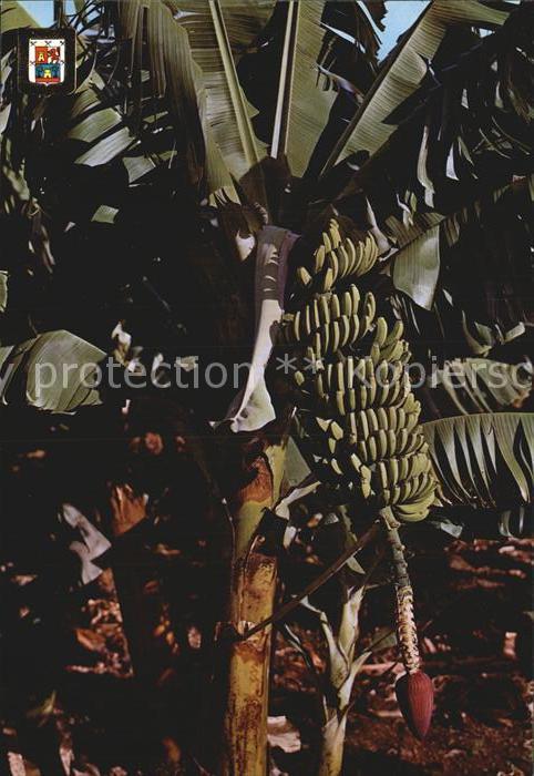 Bananen Gran Canaria Racimo de Platanos
