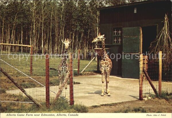 Giraffe Alberta Game Farm Canada