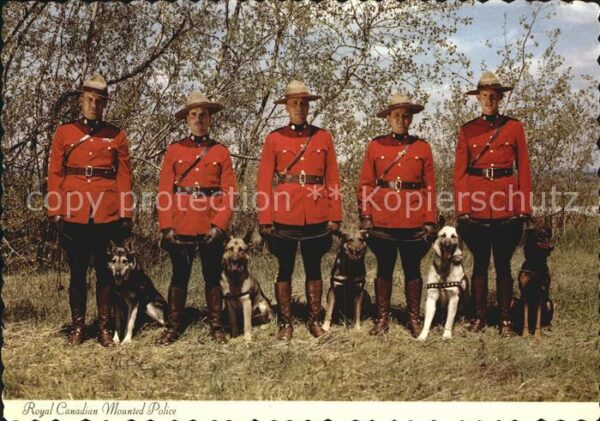Polizei Royal Canadian Mounted Police Dogs Hund