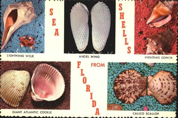 Meerestiere Muschel Sea Shells Florida Angel Wing C