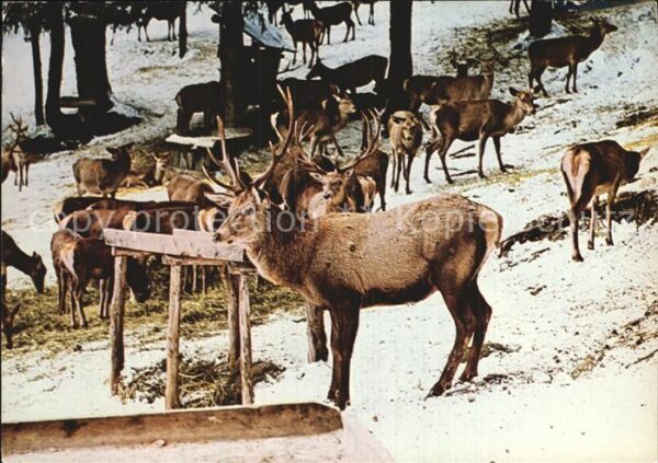 Hirsch Wildfütterung