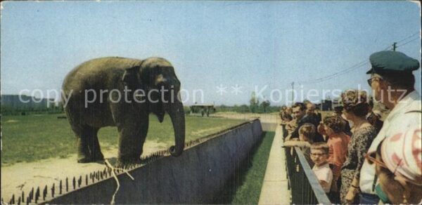 Elefant Katowice Chorzow Slaski Ogrod Zoologicz
