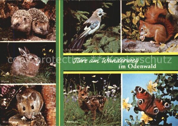 Tiere Wanderweg Odenwald Eichhörnchen Pfauena