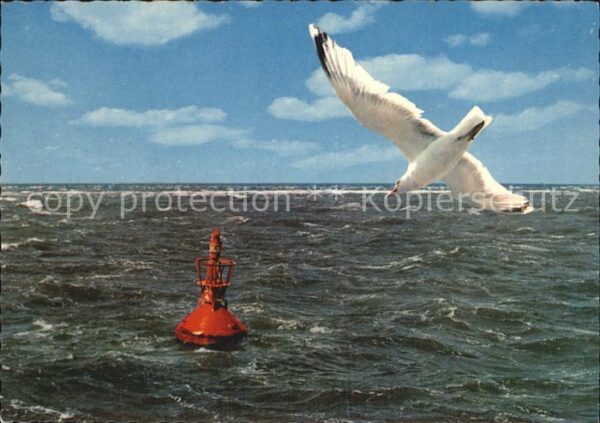 Voegel Möwe Boje