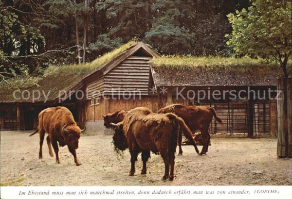 Tiere Bison Ehestand Streit