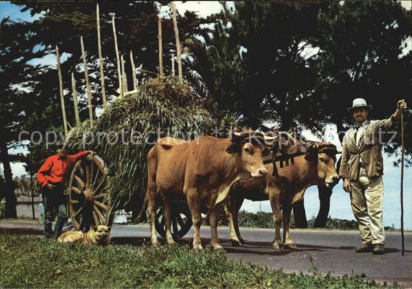 Landwirtschaft Ochsenkarre Gran Canaria Carreta de Bue